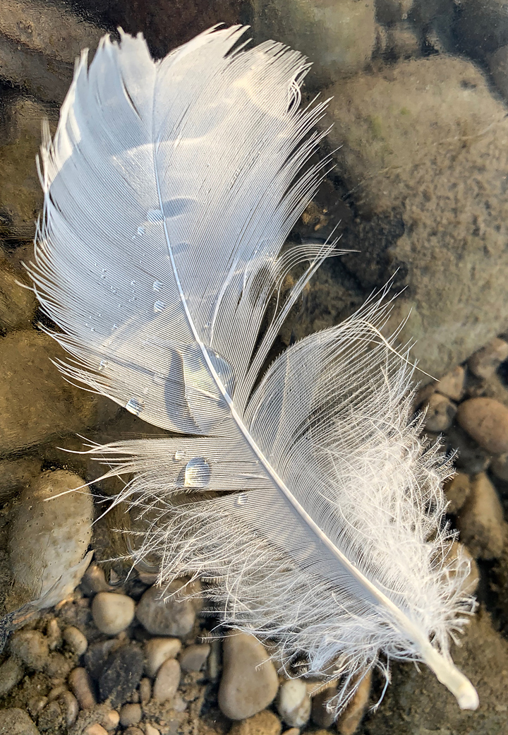 Goose feather with magic water drops on Flauchersteg