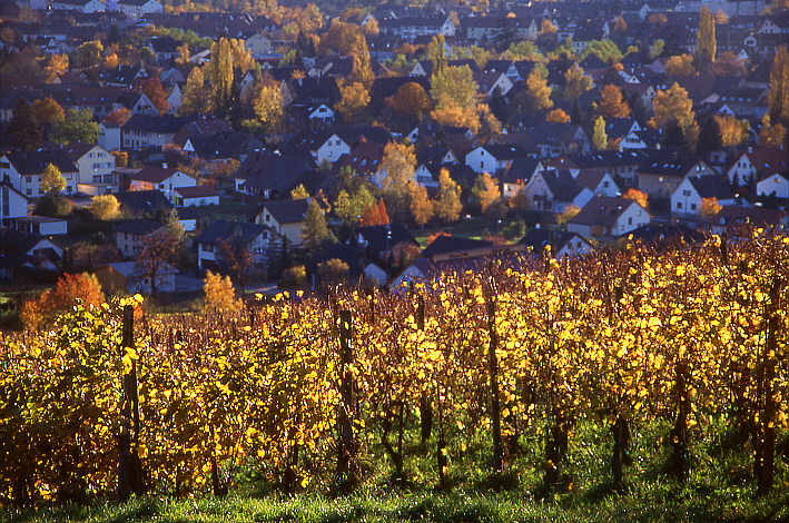 Alsace vineyard