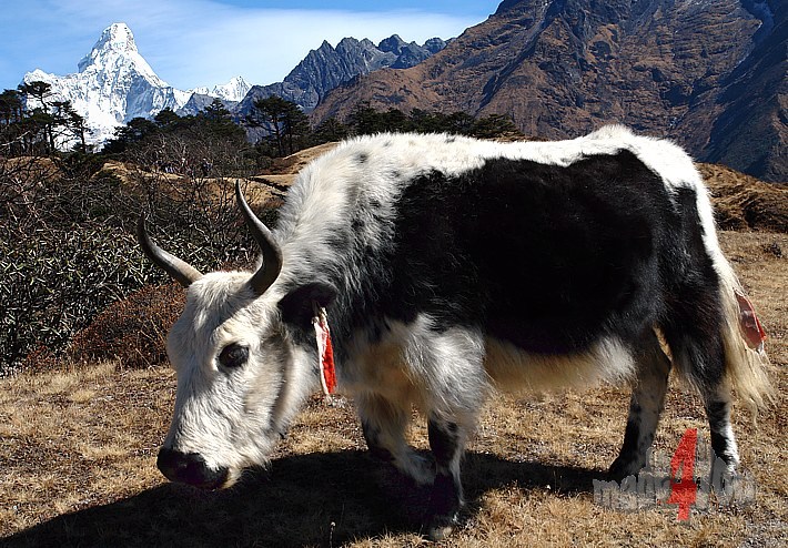Yak browses in front of the holy mountain Ama Dablam