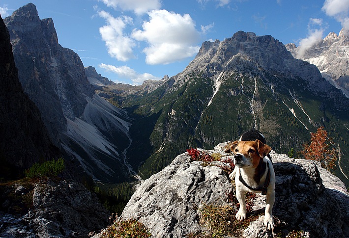 My small dog Linux high above the Fischlein valley