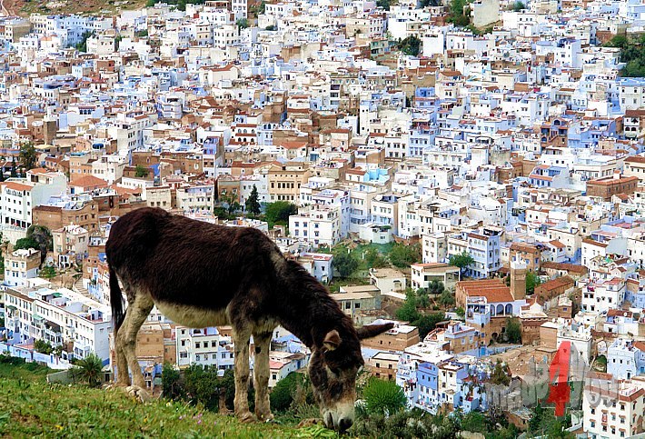 Grazing donkey upon Chefchaouen the blue city