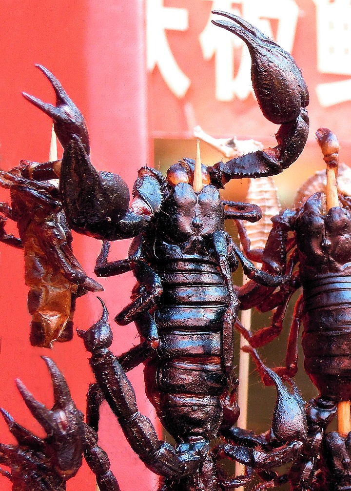 Alive spiked Scorpions