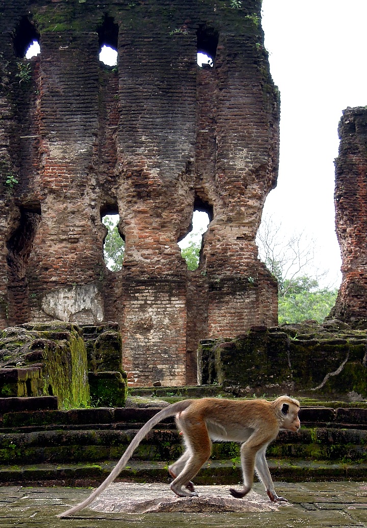 Monkeys populate the ruins fields in Polonnaruwa