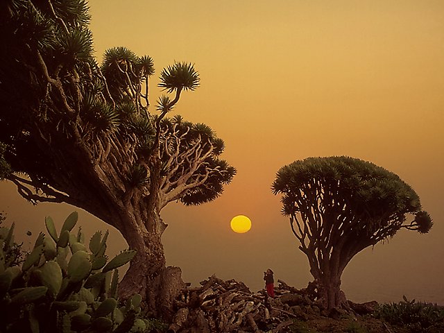 Sunset with dragon trees on La Palma