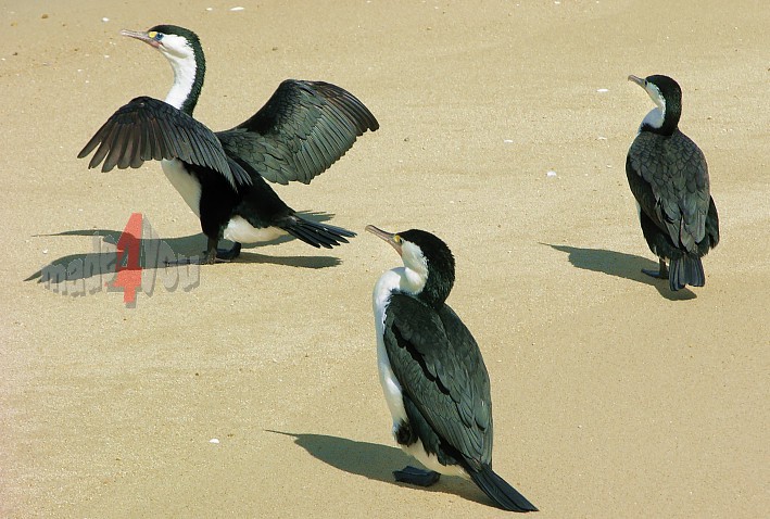 Cormorants in Abel Tasman National Park