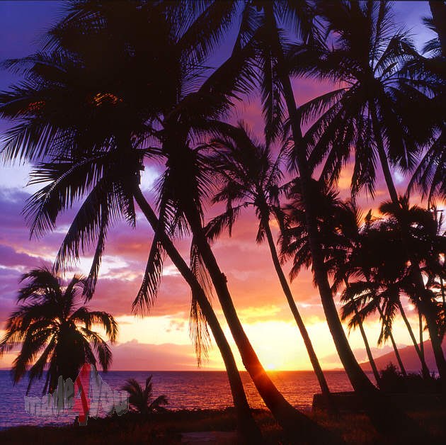 Sunset unter Palmen auf Hawaii