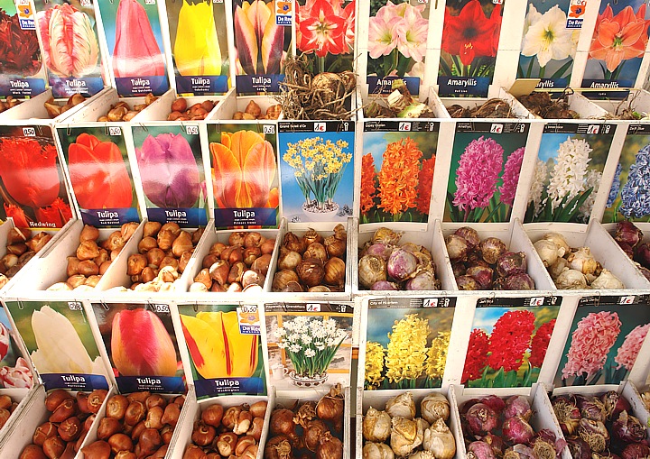 Tulip bulbs on Las Ramblas