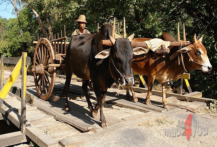 Oxcart in Burma