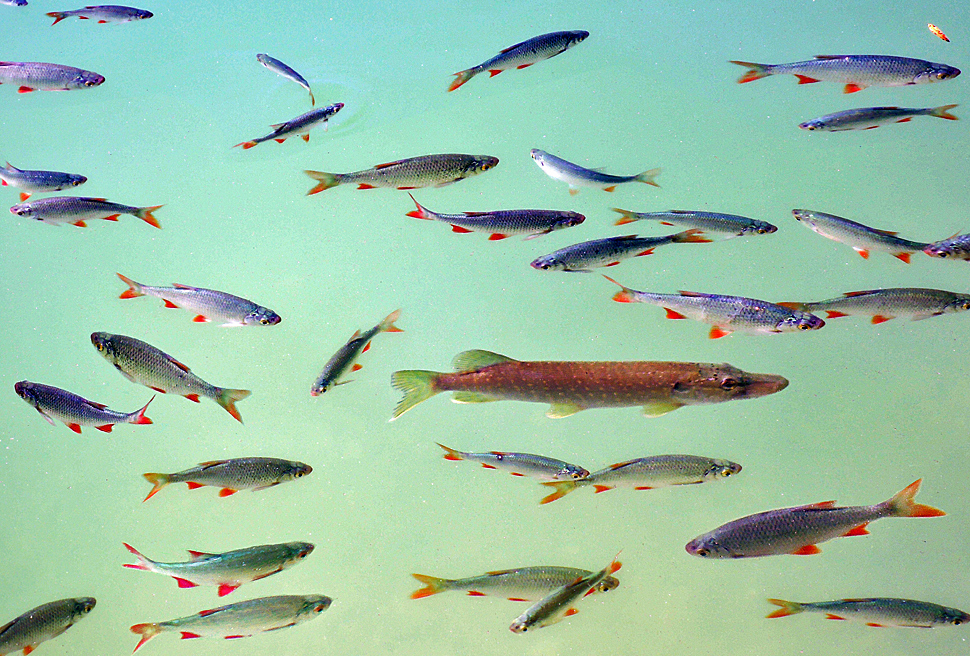 School of fish with pike in the middle