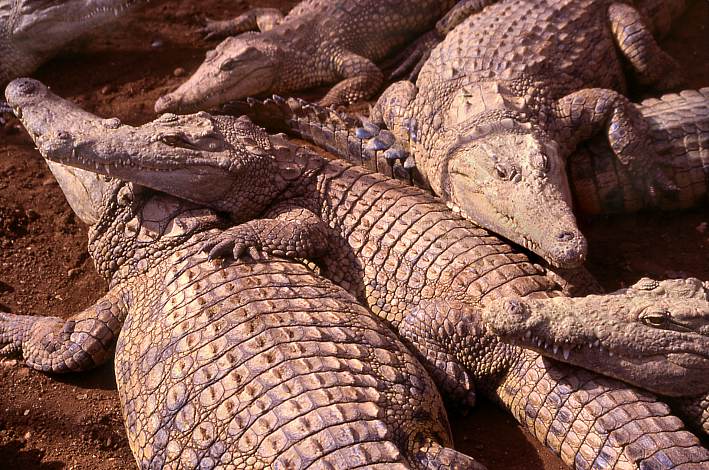 Giant Nile crocodiles in Cocodrilo Park