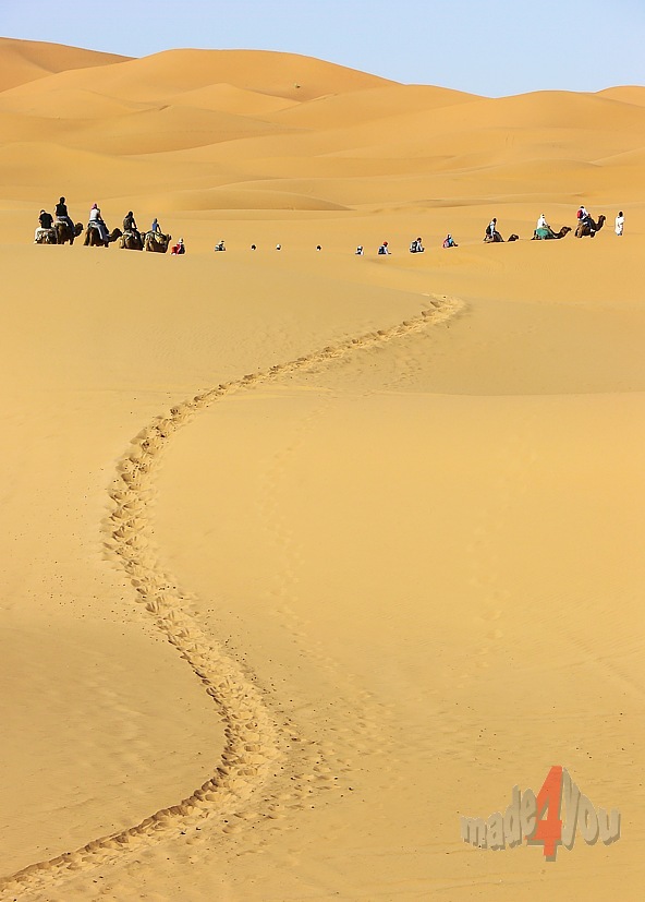 Camel caravan in the sand dunes of Merzouga