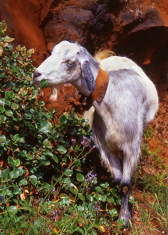 Lucky goats near Garafia
