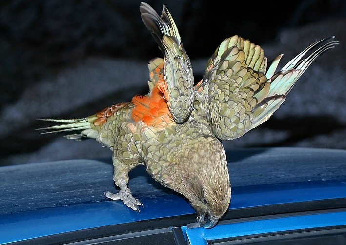 Provoking Kea parrot near Fox glacier