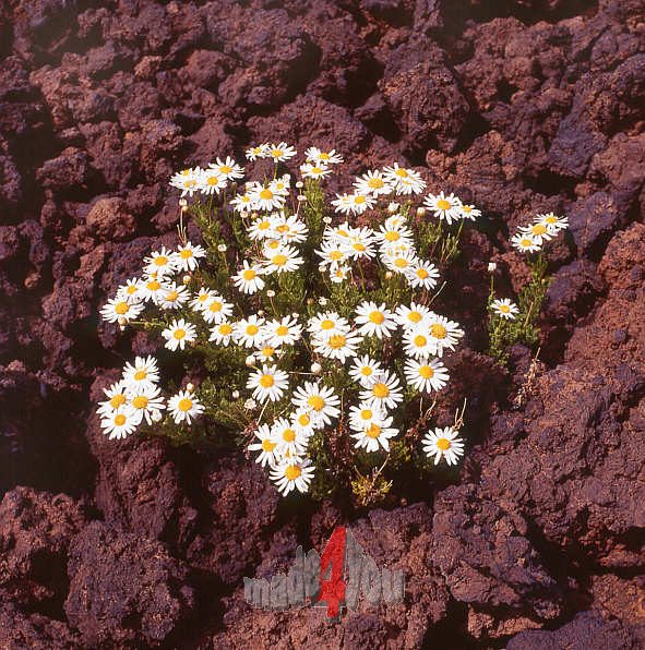 Teide Marguerites growing in the young lava