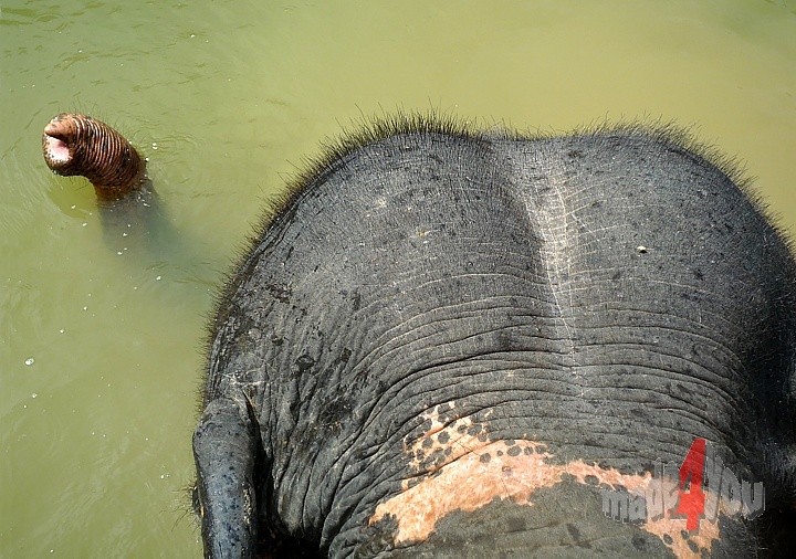 Elephant enjoying his daily bath in the river