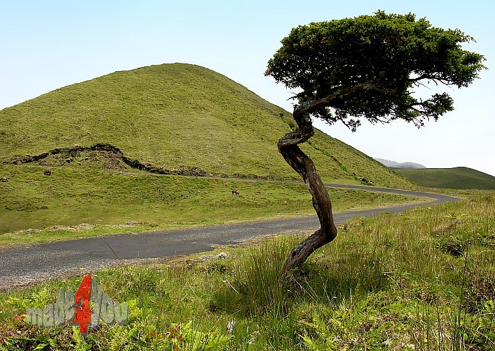 Lonesome tree in the high plaine of Pico