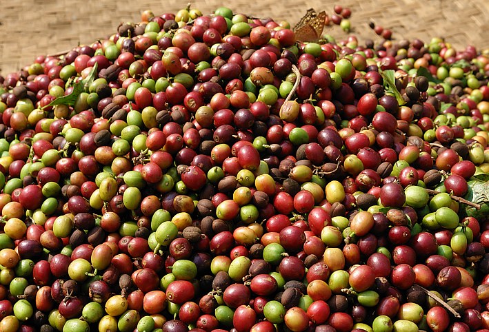 Coffee Plantage in Pyin Oo Lwin