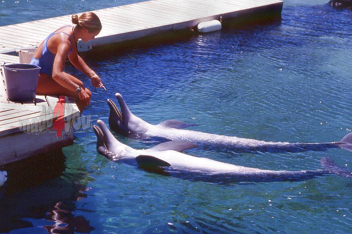 Dolphinshow im im Hilton Waikoloa Village auf Big Island Hawaii