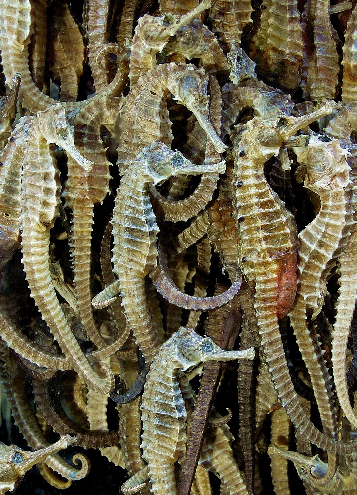 Gourmet food dried seahorses