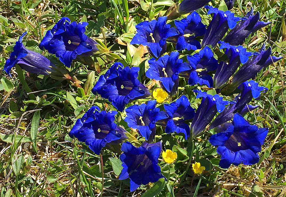Gentian on the moraine hill at Andechs Monastery