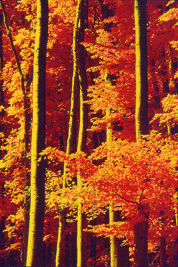 Mixed forest with red filter