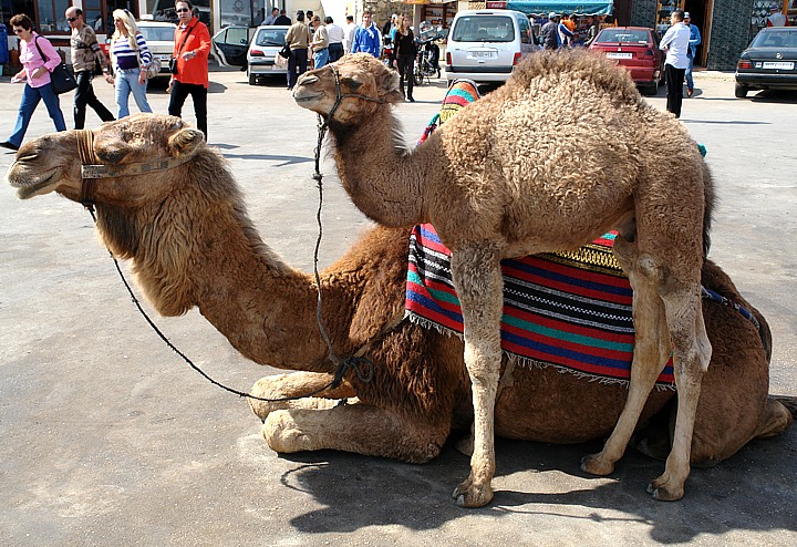 Touristenattraktion Kamel Mama mit Kamel Fohlen