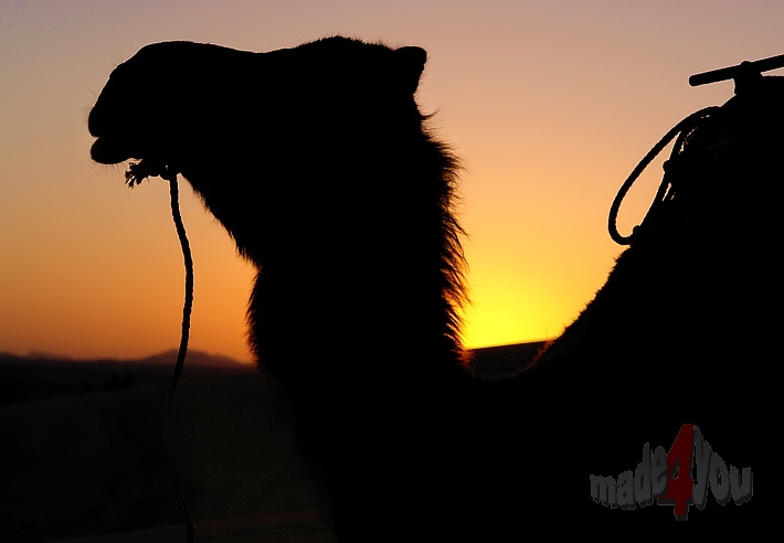 Sunset with camel in the desert near Merzouga