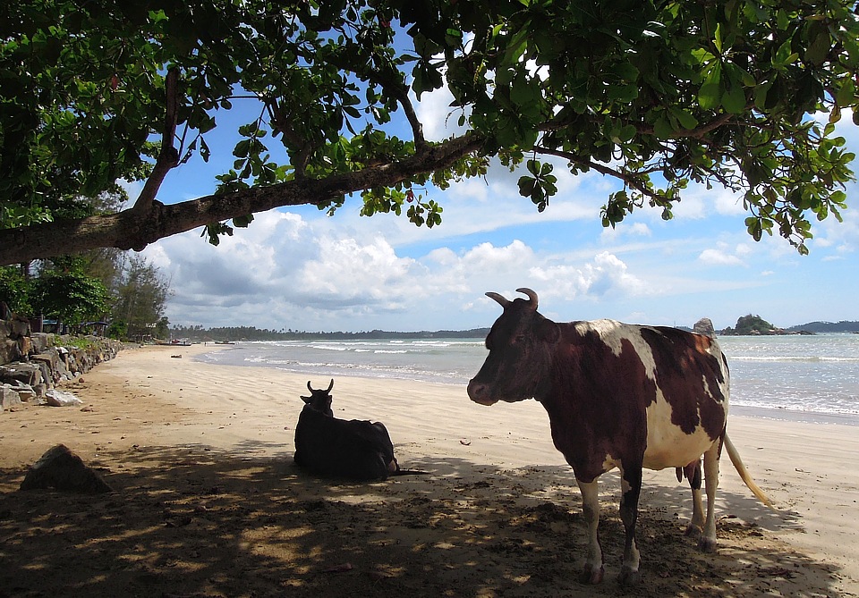 Holy cows on the beach in Weligama