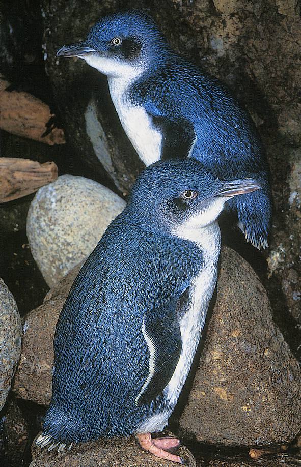 Blue Penguines near Oamaru