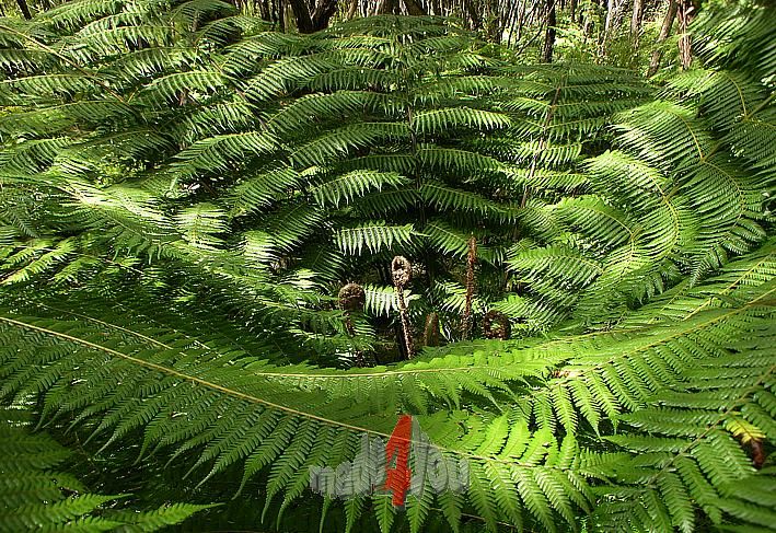 Fern in Abel Tasman National Park New Zealand