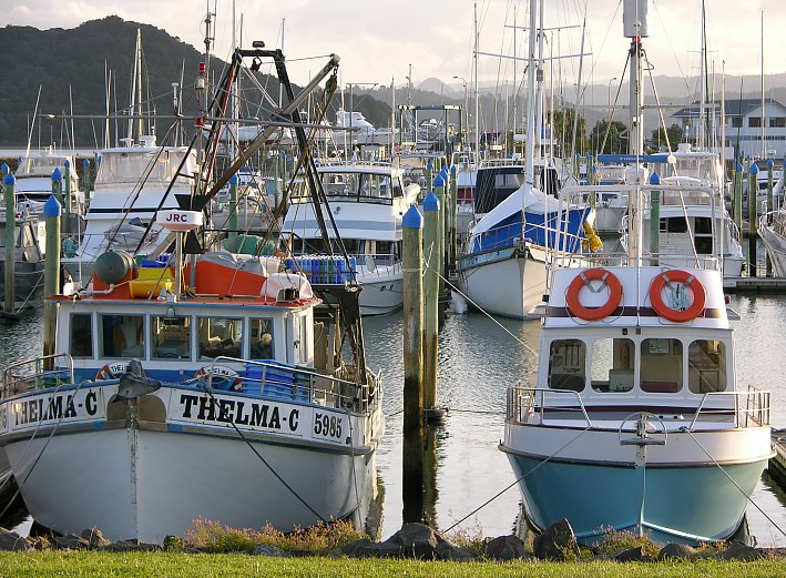 Fisher harbour in Whitianga