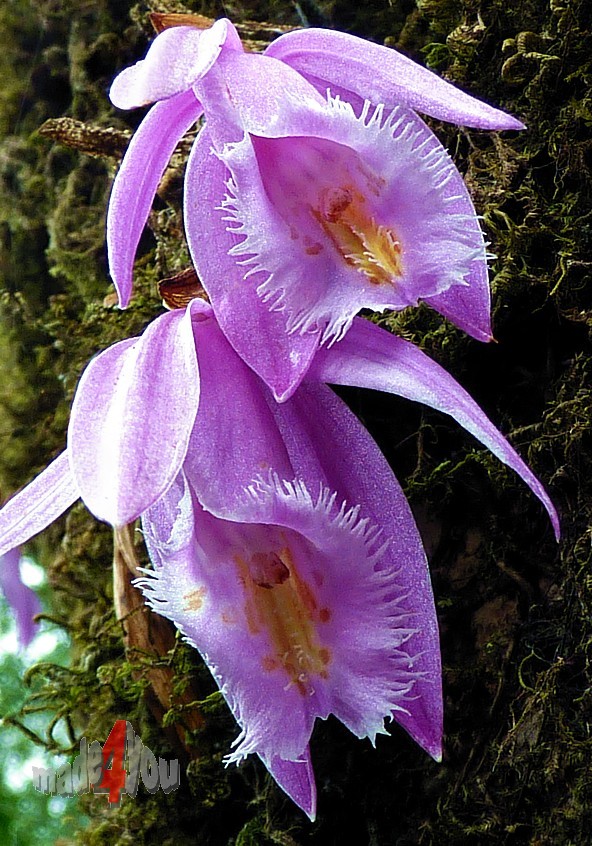 Orchids in Rhododendron forest