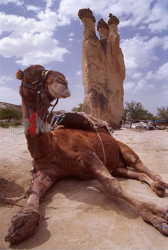 Ride on a camel in Pasabagi valley at Cappadocia