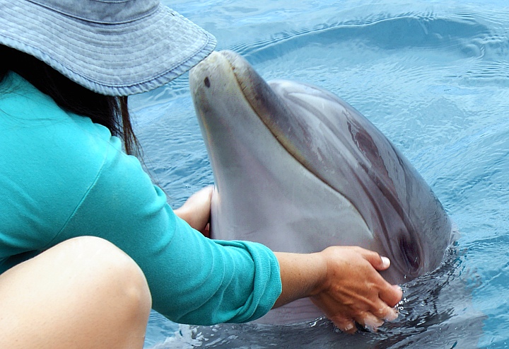 Unlimited belief have the Dolphins to us humans