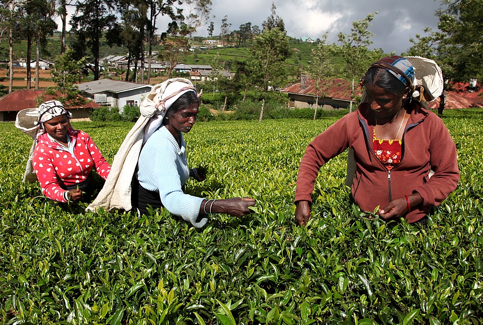 Tea picker in the highlands of Nuwara Eliya
