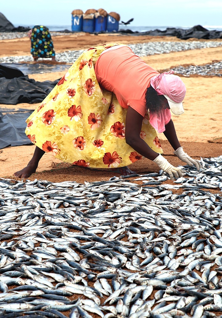 Womens work in the fish factory of Negombo
