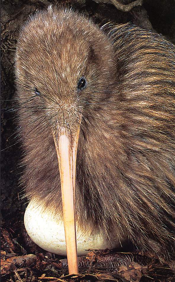 New Zealand Kiwi in Zoo