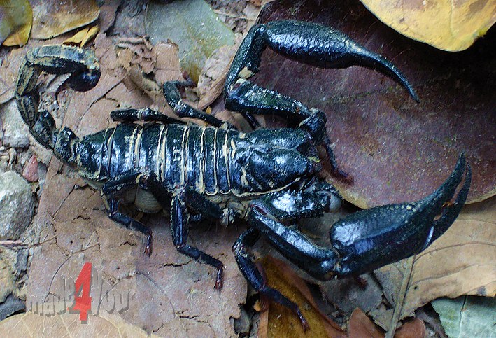 Scorpion in der Jungle Lodge