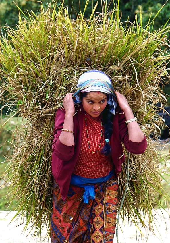 Peasant woman with fresh grass in Pothana