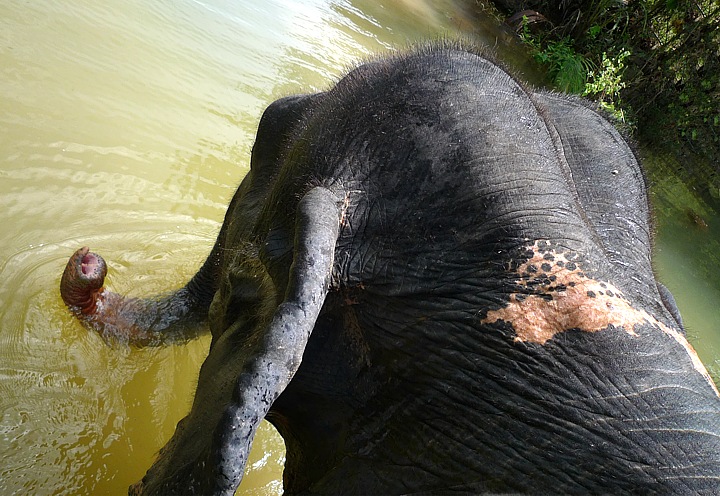 Elephant trekking in jungle