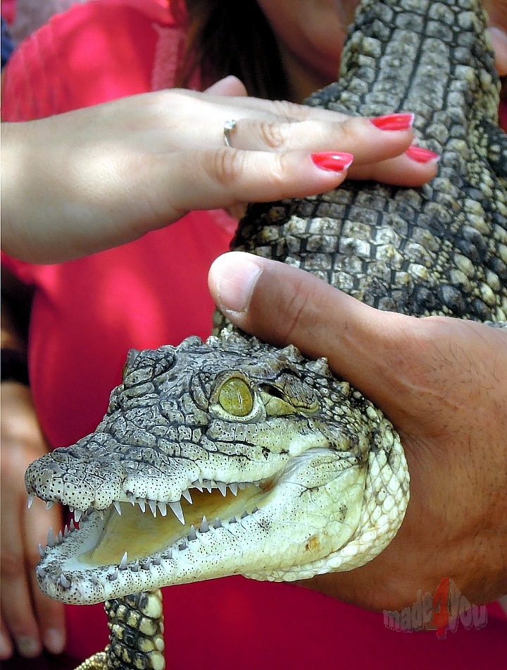 Nile crocodile baby in Cocodrilo Park