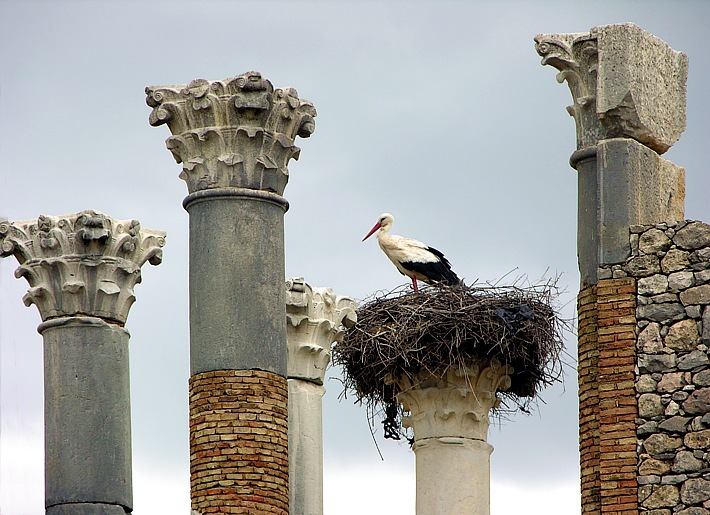 Storks breeding on top of Roman columns at Volubilis