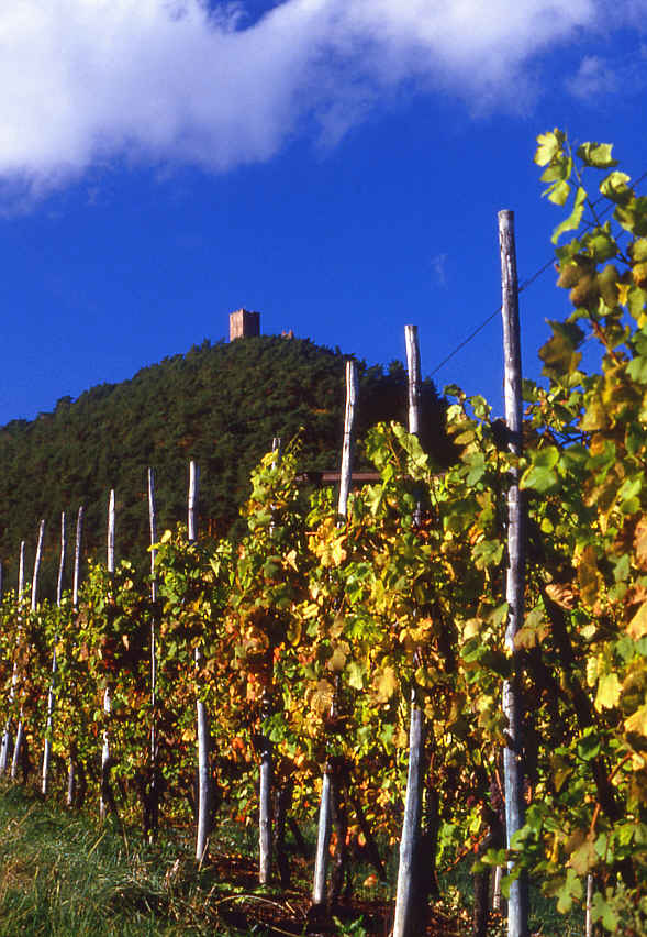 Winegrowing in Alsace