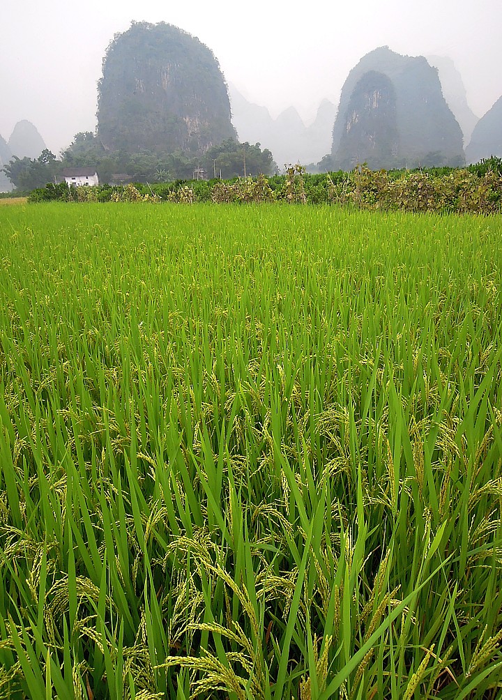 Reisfeld in den Karstbergen von Yangshuo