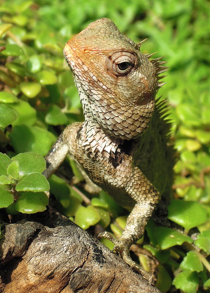 Chameleon in Sri Lanka