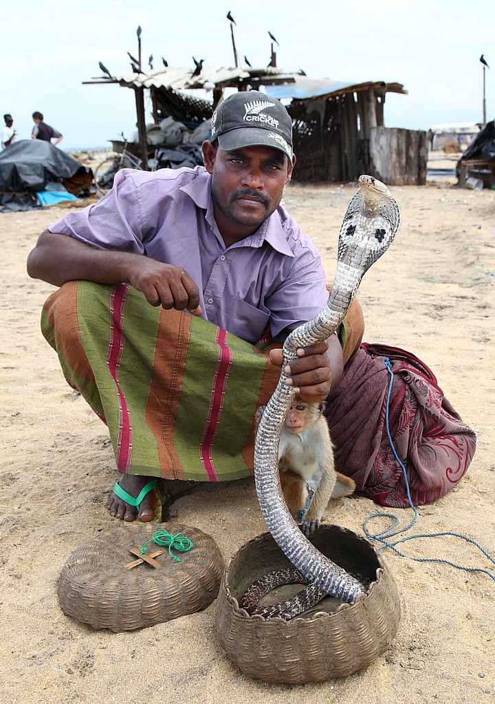 Snake charmer with cobra at the fish market in Negombo