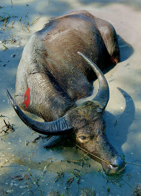 Burmese waterbuffalo at evening bath