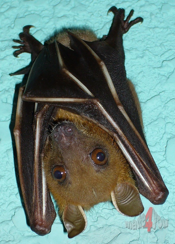 Burmese bat