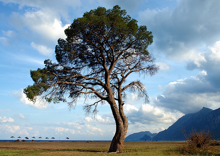 Ancient pine trees on the beach of Cirali