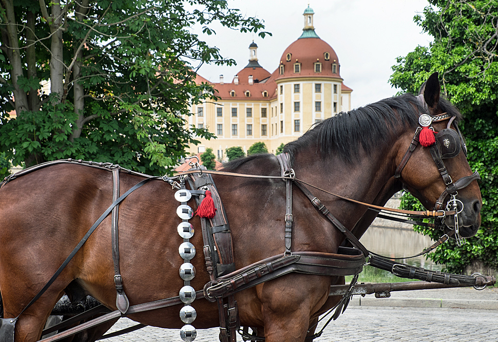 Pferdekutsche vor dem Schloss Moritzburg